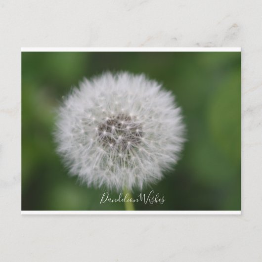 Dandelion wünscht Postcard Postkarte (Vorderseite)