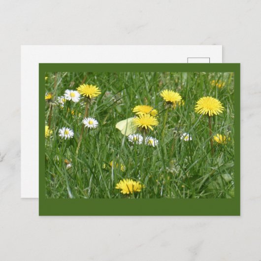 Dandelions & Daisies Grass Field DIY Postcard Postkarte (Vorne/Hinten)