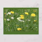 Dandelions & Daisies Grass Field DIY Postcard Postkarte (Vorderseite)