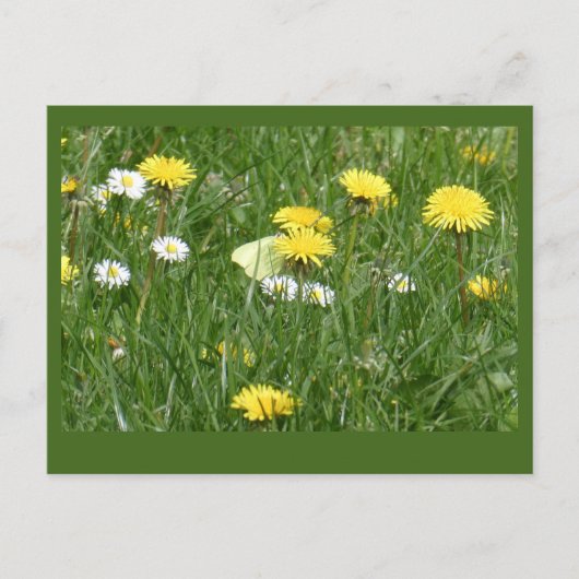 Dandelions & Daisies Grass Field DIY Postcard Postkarte (Vorderseite)