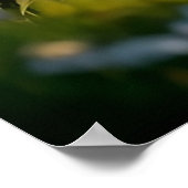 Dandie Dinmont Terrier Poster (Ecke)