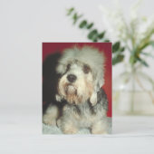 Dandie Dinmont Terrier Postkarte (Stehend Vorderseite)