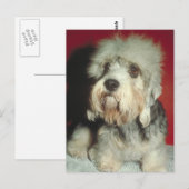 Dandie Dinmont Terrier Postkarte (Vorne/Hinten)