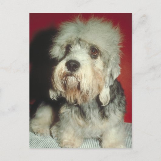 Dandie Dinmont Terrier Postkarte (Vorderseite)