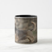 Dandie Dinmont Terrier Tasse (Zentrum)