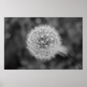 Dandilion Poster (Vorne)