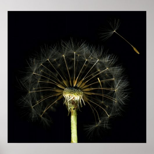 Dandilion Puff Fine Art Print Poster (Vorne)