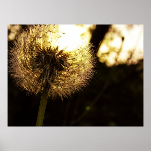 Dandy Dreams Poster (Vorne)