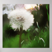 DandyDreams Poster (Vorne)