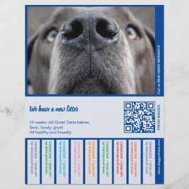 Dane Welpen farbig verkaufen Briefbogen