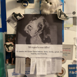 Dane Welpen farbig verkaufen Flyer