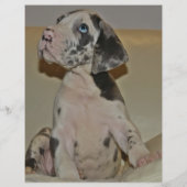 Dane Welpen farbig verkaufen Flyer (Hinten)