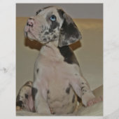 Dane Welpen farbig verkaufen Flyer (Hinten)