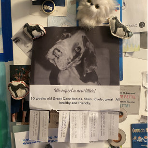 Dane-Welpen farbig zu verkaufen Flyer