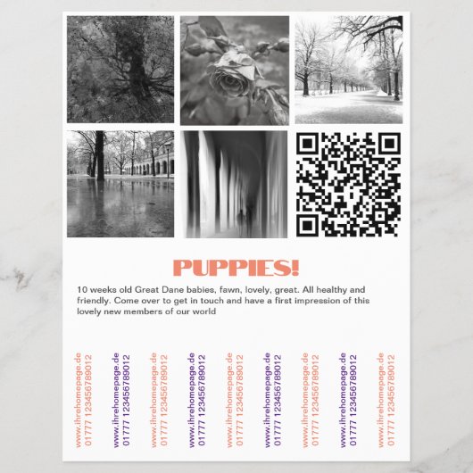 Dane Welpen Flyer zu verkaufen (Vorne)
