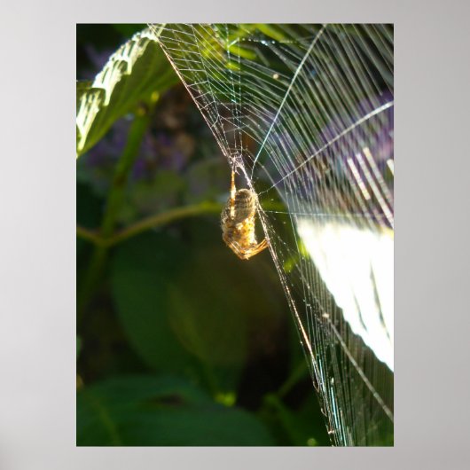 Dangeling Spider Poster (Vorne)