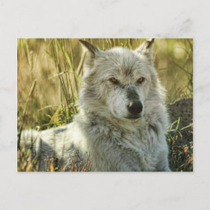 Dangerous Calm Postkarte