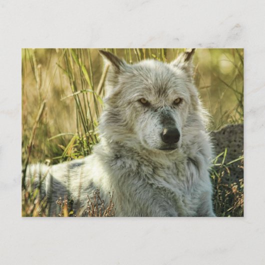 Dangerous Calm Postkarte (Vorderseite)