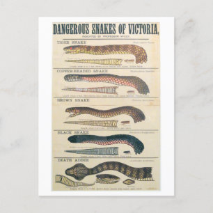 Dangerous Snakes of Victoria Australia Postcard Postkarte