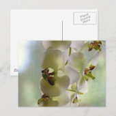 Dangling Orchids Postkarte (Vorne/Hinten)
