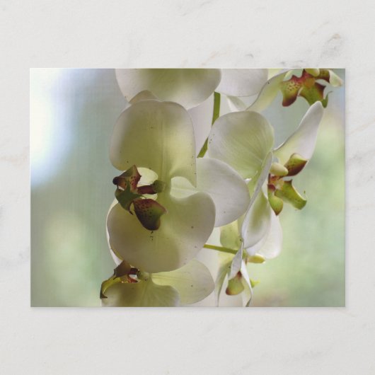 Dangling Orchids Postkarte (Vorderseite)