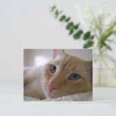 Daniel #2 postkarte (Stehend Vorderseite)