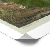 Daniel in the Lions' Den, aus einer Bibel, gedruck Poster (Ecke)