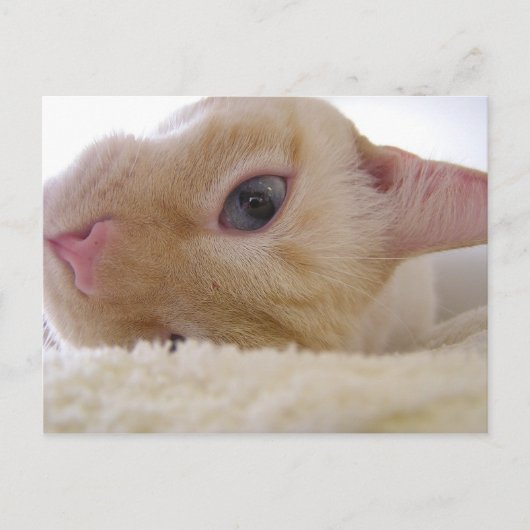 Daniel Postkarte (Vorderseite)