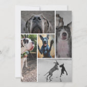 Dänische Dogge Einladung (Vorderseite)