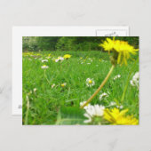 Dänisches Feld Postkarte (Vorne/Hinten)