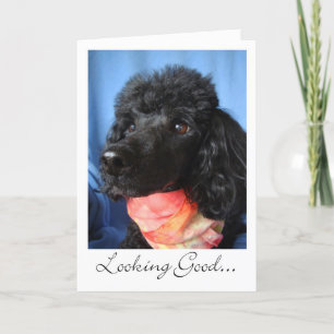 Dank Groomer oder Stylist Poodle mit Scarf Dankeskarte