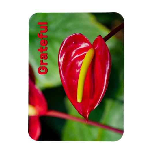 Dankbares Zitat über Red Peace Lily Magnet (Vertikal)