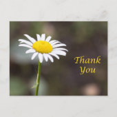 Dankbarkeit Blooms: Ein wilder Daisy Vielen Dank Postkarte (Vorderseite)