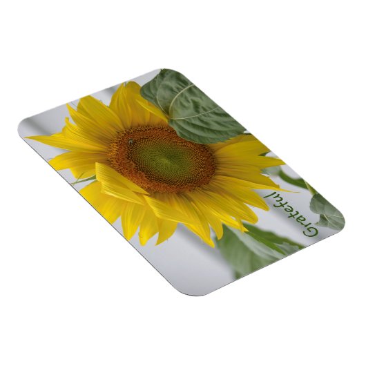 Dankbarkeit der Sonnenblumen Magnet (Rechte Seite)