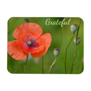 Dankbarkeit für hübsches Rotes Mohn Magnet