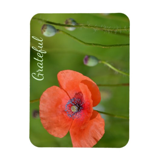 Dankbarkeit für hübsches Rotes Mohn Magnet (Vertikal)