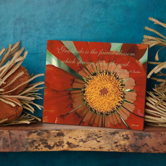 Dankbarkeit Gazania Fotoplatte (Seite)