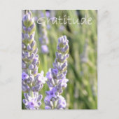 Dankbarkeit Postkarte (Vorderseite)