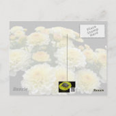 Danke Auto - Lemon Meringue Chrysanthemums Postkarte (Rückseite)