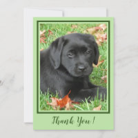 Danke Black Labrador Puppy - Herbst Niedlicher Hun