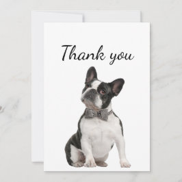 Danke Boston Terrier Dog Pet Animal