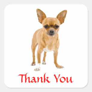 Danke Chihuahua Puppy Dog Grußsticker Quadratischer Aufkleber