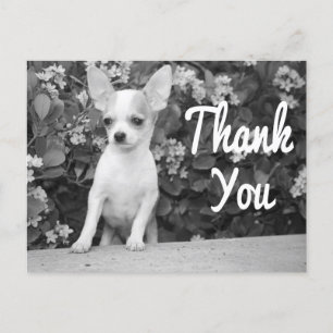 Danke Chihuahua Puppy Dog Postcard Postkarte