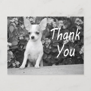 Danke Chihuahua Puppy Dog Postcard Postkarte