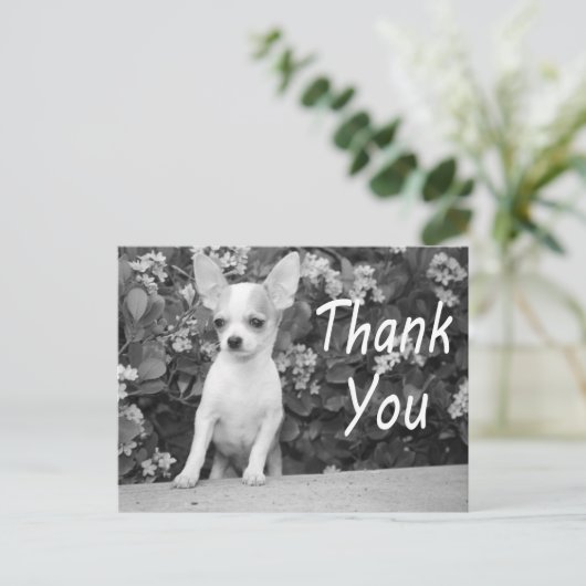 Danke Chihuahua Puppy Dog Postcard Postkarte (Stehend Vorderseite)