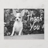 Danke Chihuahua Puppy Dog Postcard Postkarte (Vorderseite)