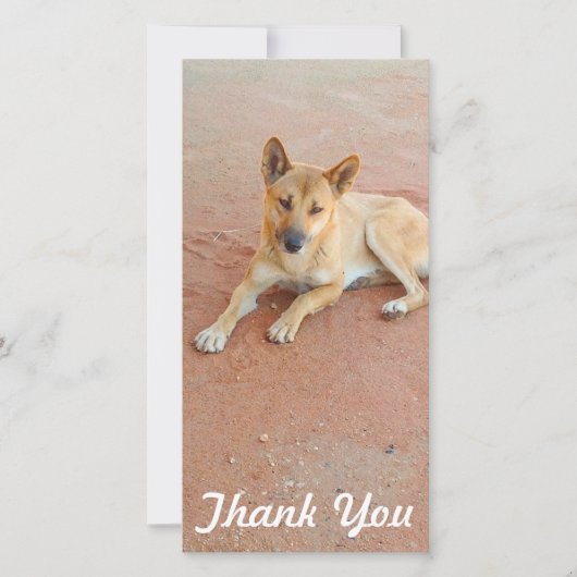 Danke Fotokarte - australischer Dingo (Vorderseite)