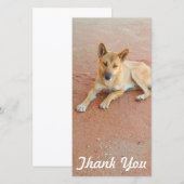 Danke Fotokarte - australischer Dingo (Vorne/Hinten)