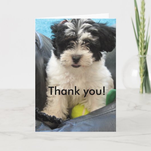 Danke! Havanese Welpe Dankeskarte (Vorderseite)