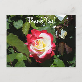 Danke jemand mit einer Red Tipped Balboa Island Ro Postkarte